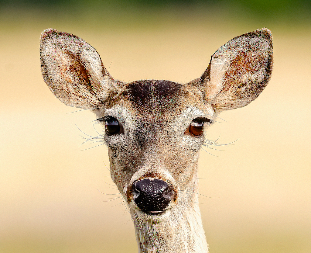 White-tailed doe at Cosy Cove