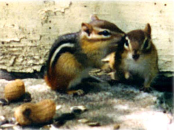 Chipmunks