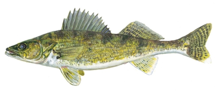 Walleye - Lake Nipissing's most prized catch